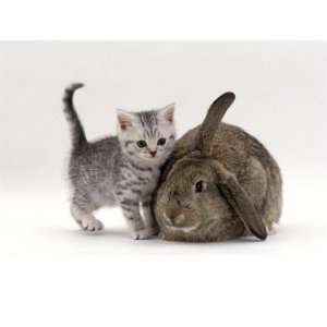  Domestic Cat, Silver Spotted Kitten with Agouti Lop Rabbit 