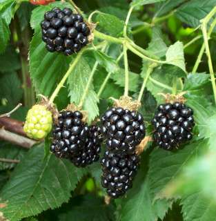 Natchez Thornless best Blackberry Plant   Great Taste fruit  