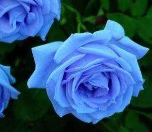 Beautiful 20 Sky blue Rose Flower Seeds ☆  