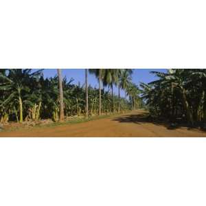  Palm Trees and Banana Trees Cultivated along a Dirt Road 