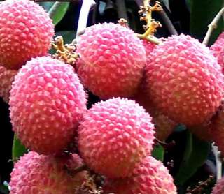  green lychee tree heavily laden with clusters of bright red fruits