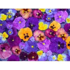  Pansy Flowers Floating in Bird Bath with Dew Drops 