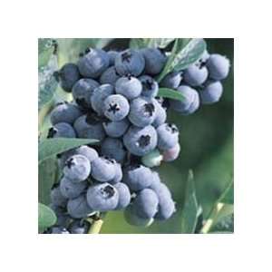 Bluegold Blueberry Seed Pack Patio, Lawn & Garden