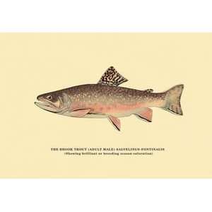 Brook Trout (Showing Brilliant or Breeding Season Coloration)   12x18 