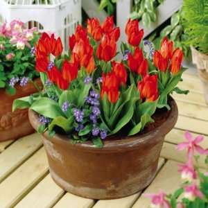  Impressive Fragrant Crimson red Tulips   Fall Bulbs by 