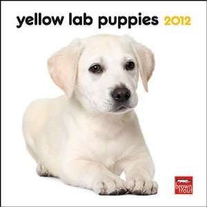  Yellow Lab Puppies 2012 Mini Wall Calendar Office 
