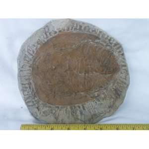  Trilobite Fossil (Morocco), 3.17.5 