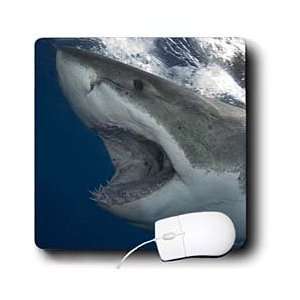   carcharias, Guadalupe Island, Eastern Pacific Ocean   Mouse Pads