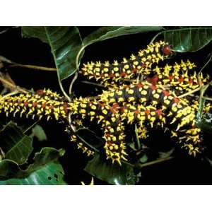 Silk Moth Caterpillars, Ankarana Special Reserve, Madagascar Stretched 