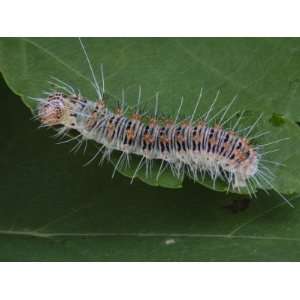 Retarded Dagger Moth Caterpillar Has Protective Spikes and Eats Maples 