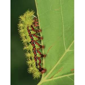 Saturniid Moth Larva or Caterpillar (Molippa Rosea), Family 