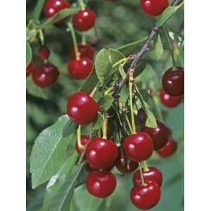 Pie Cherries on the Tree, Northstar, (Prunus Cerasus). Photographic 