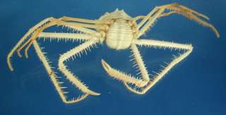 Spider crab   Cyrtomaia suhmi, # 07314  