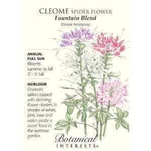 Cleome Spider Flower Fountain Blend Seeds   .40 grams 