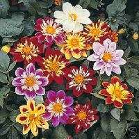 Dahlia Collarette Dandy Mix *25 Flower Seeds *Bicolor*  