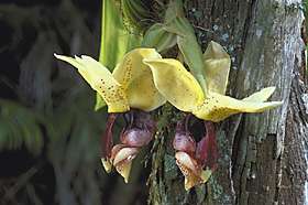Stanhopea insignis Dark Jungle Blooming Sized Rare Species Orchid 