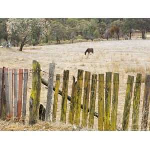  Fence and Horse, Hill End, New South Wales, Australia 