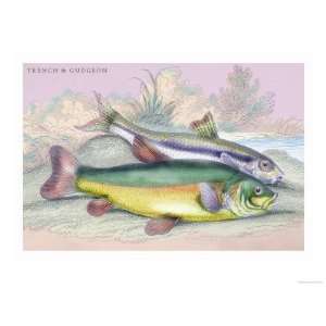   Gudgeon Giclee Poster Print by Robert Hamilton, 24x18