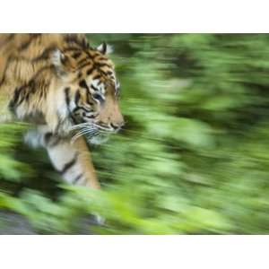  Sumatran Tiger Walking Premium Poster Print by Edwin 