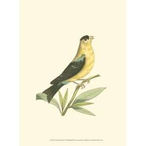  American Finch Finest LAMINATED Print George Shaw 10x13 