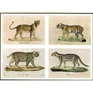  Wild Animals by Baron Georges Cuvier. Size 10.00 X 7.00 