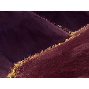 Flowers in the Gullies, Painted Hills, John Day Fossil Beds National 
