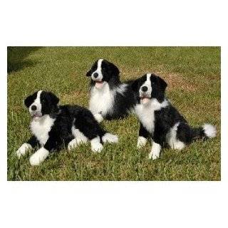 Border Collie Dog Puppet (Pictured on Left) 16 Inch St by Sunny & Co 