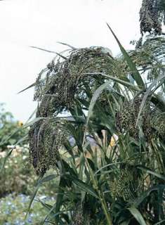 Panicum Switchgrass Violaceum Seeds  