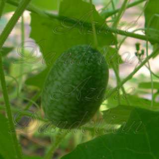 Heirloom Mexican Sour Gherkin Miniature Cucumber Seeds AzureDandelion 