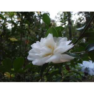  Snow Flurry Camellia (Camellia x Snow Flurry) Patio 