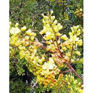  Mexican Bush Bird of Paradise 20 Seeds   Caesalpinia 