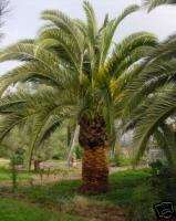 100 Canary Island Date Palm Seedshardy tropical  