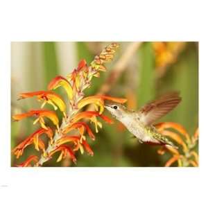  Female Annas Hummingbird Feeding Poster (24.00 x 18.00 