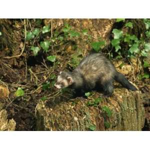  Polecat Ferret, Warwickshire, England, United Kingdom 