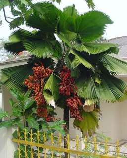 LIVE Ruffled Fan Palm EXOTIC Licuala grandis Vanuatu  