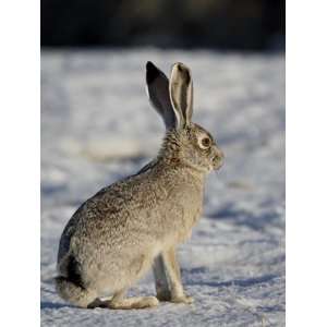  Blacktail Jackrabbit in the Snow, Antelope Island State 