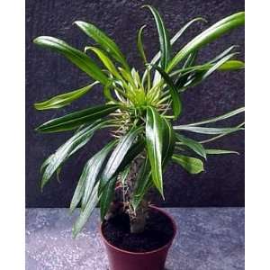   Palm 10 Seeds   Pachypodium Lamerei   EXOTIC Patio, Lawn & Garden