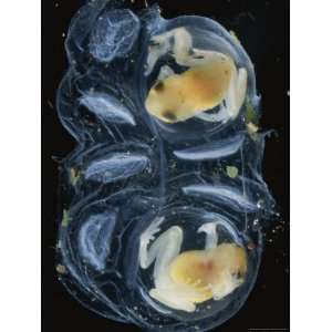 Two Oreophrynella Froglets Develop Inside an Egg Mass Premium 