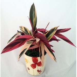  Triostar Ginger Plant in Ceramic Blossom Pot   Great 