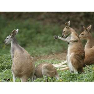 Group of Captive Antelopine Kangaroos, Macropus Antelopinus Premium 