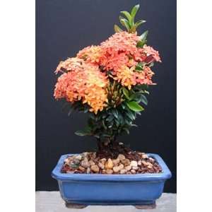 Ixora Petite Orange Bonsai  Grocery & Gourmet Food