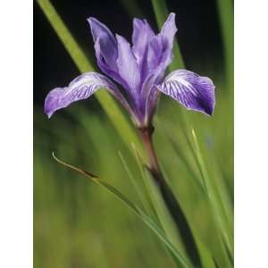Long Tube Iris Flower, Iris Macrosiphon, California, USA Photographic 