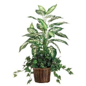  38 Dieffenbachia and Ivy Plant Arrangement with Wicker 
