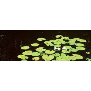  Water Lilies in a Lake, Suwannee Canal, Okefenokee 