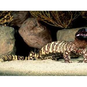 Mexican Beaded Lizard, Native to Pacific Coastal Mexico Photographic 