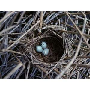Red Winged Blackbird Nest with Three Eggs Among Reeds Photographic 