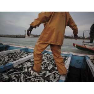  Senegalese fishermen empty their nets of fish Stretched 