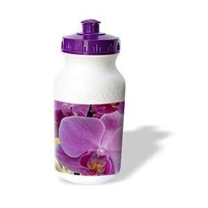  Patricia Sanders Flowers   pink orchid flower   Water 