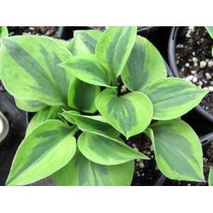   Star 6 pack starter plants, shade, guaranteed Patio, Lawn & Garden