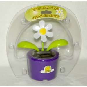   Dancing Flower DAISY (Bubble Package)   PURPLE Pot 
